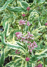 Eupatorium fortunei 'Pink Frost'